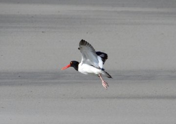 Tracking Turtles Oystercatcher in flight
